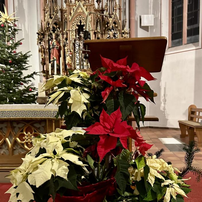 Blumen Weihnachtsstern in der Kirche