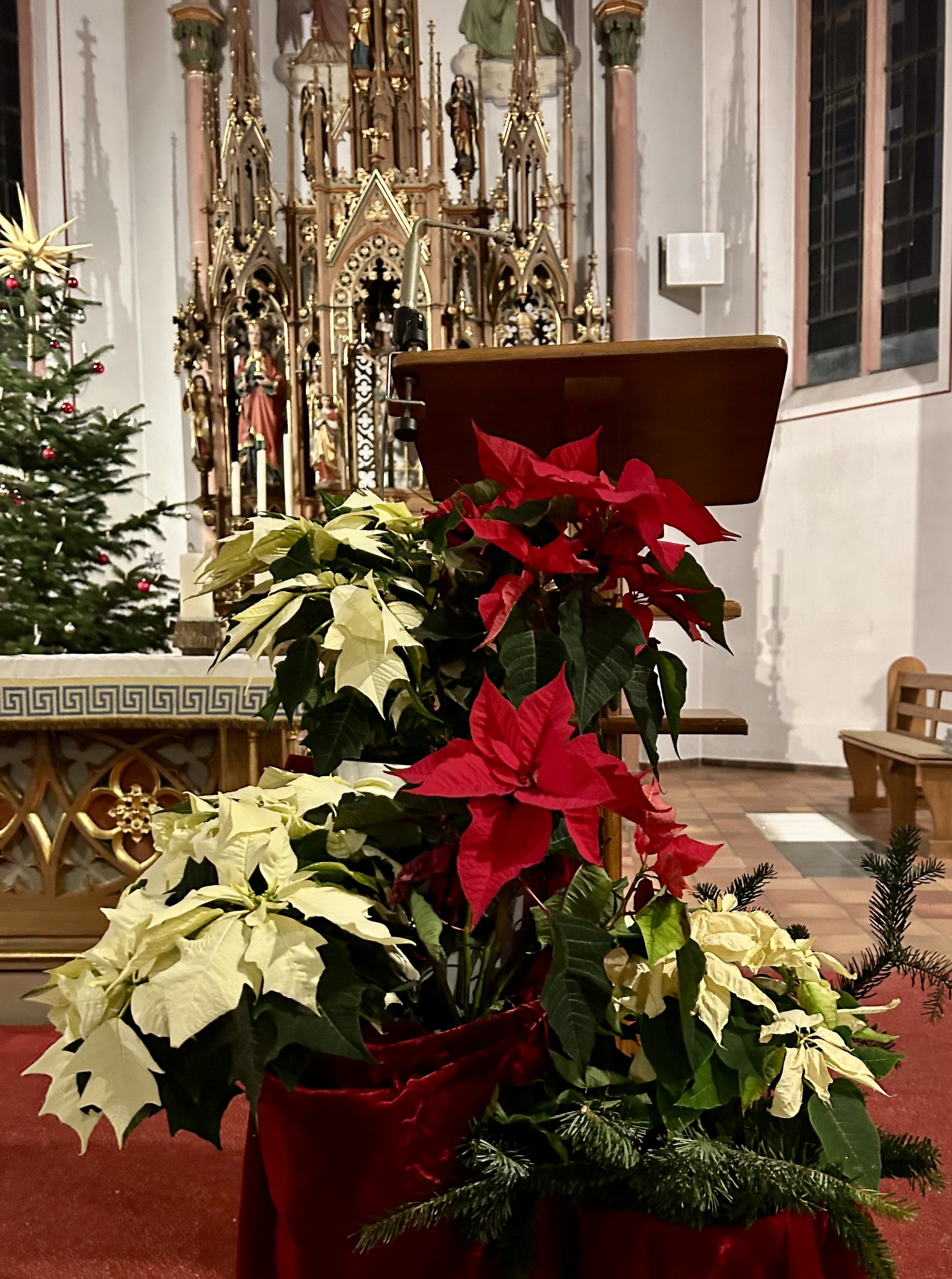 Blumen Weihnachtsstern in der Kirche