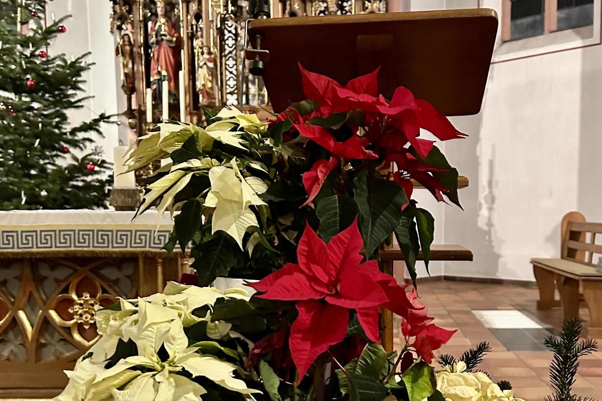 Blumen Weihnachtsstern in der Kirche