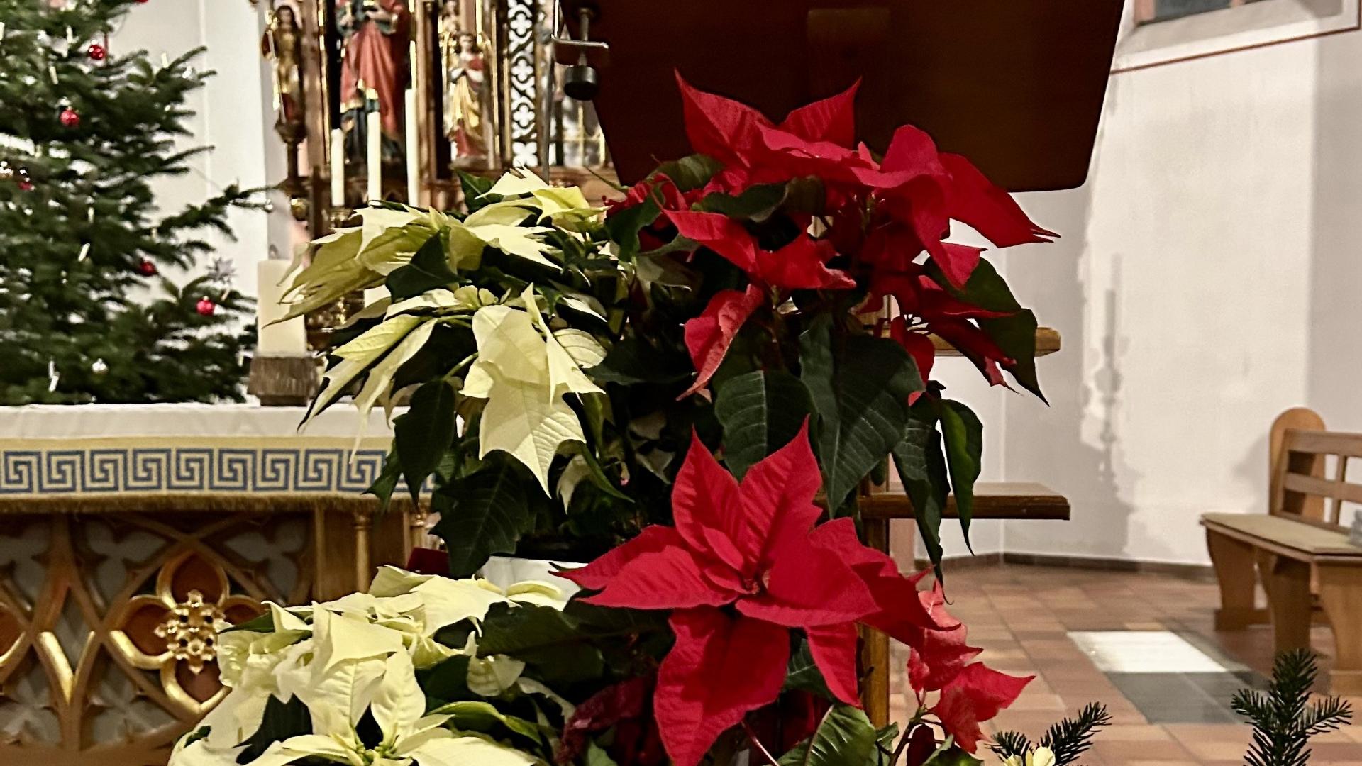 Blumen Weihnachtsstern in der Kirche