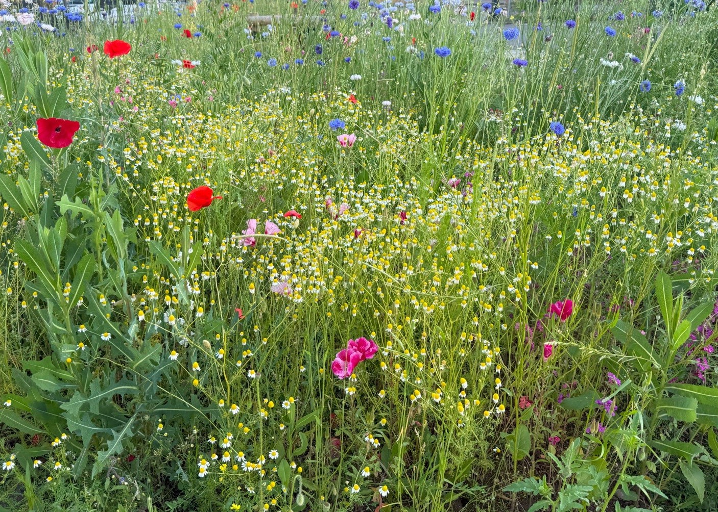 Blumen