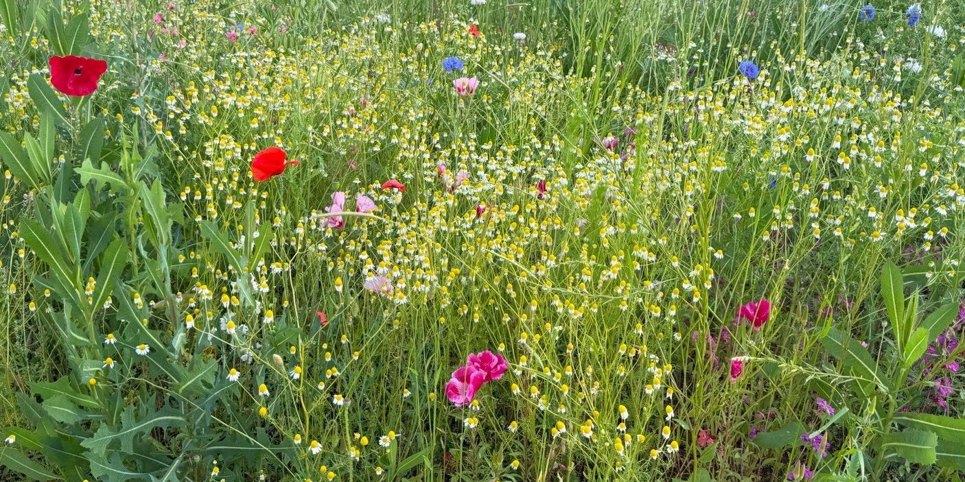 Blumen