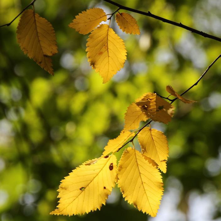 2026-10-10 Herbstwanderung Kenn