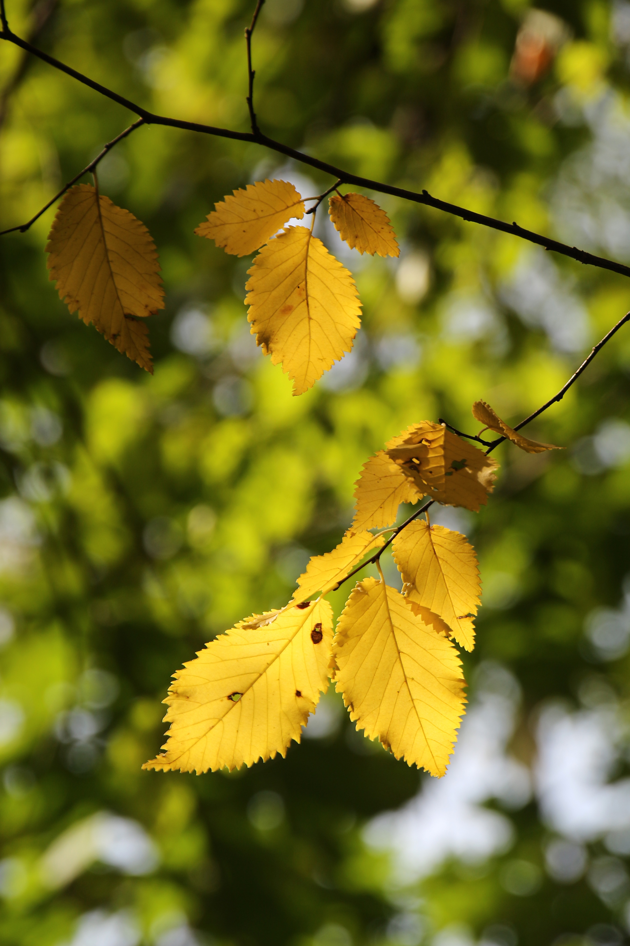 2026-10-10 Herbstwanderung Kenn