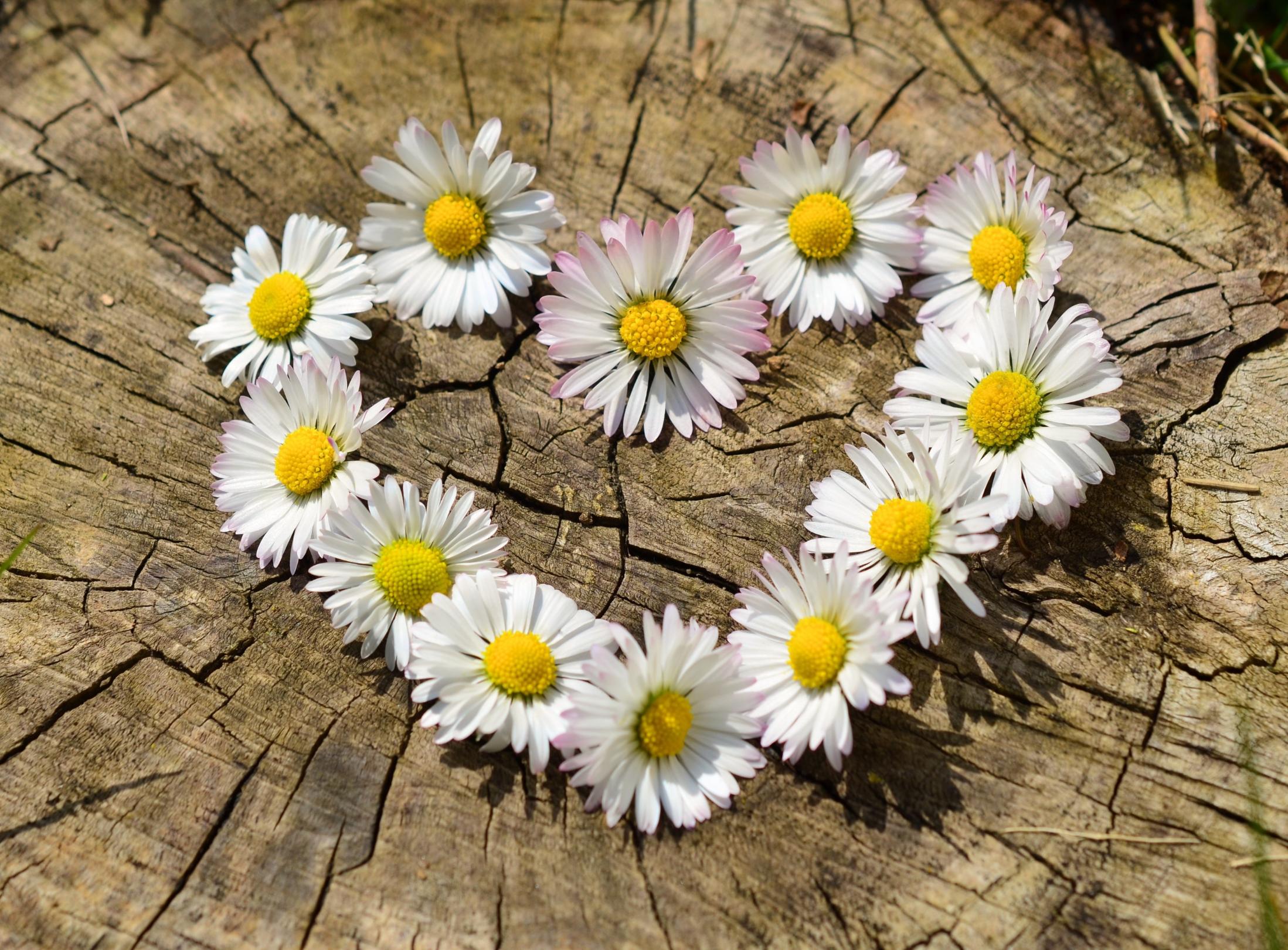 Blumenherz aus Margariten